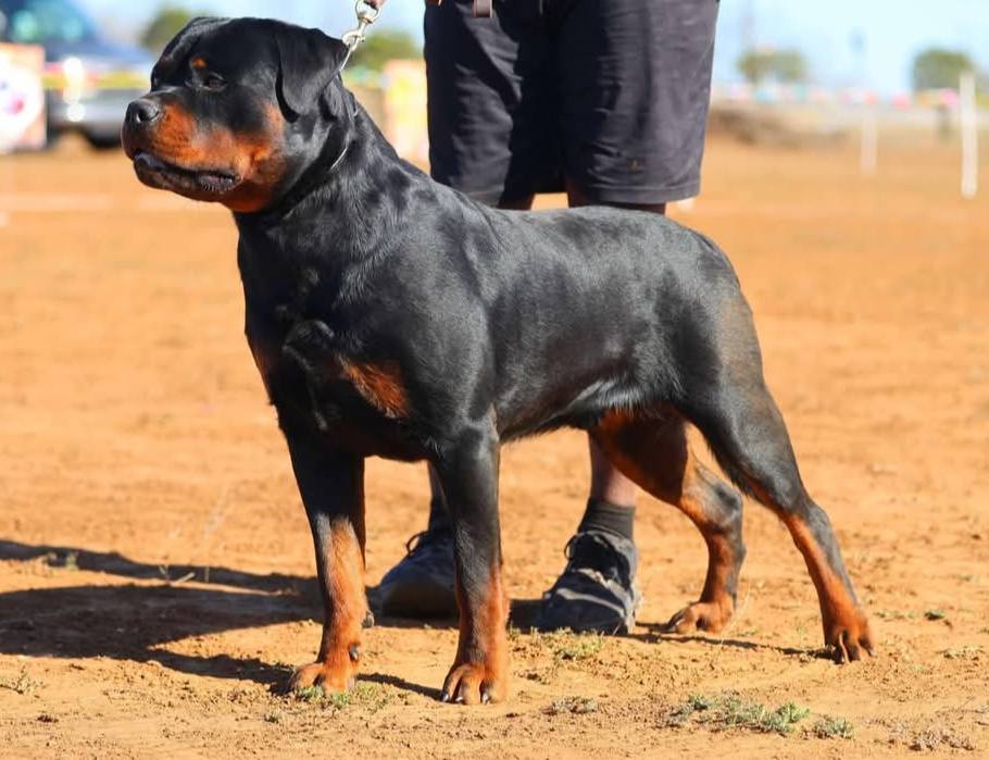 Royalhaus Rottweilers - Indiana | Boonville IN