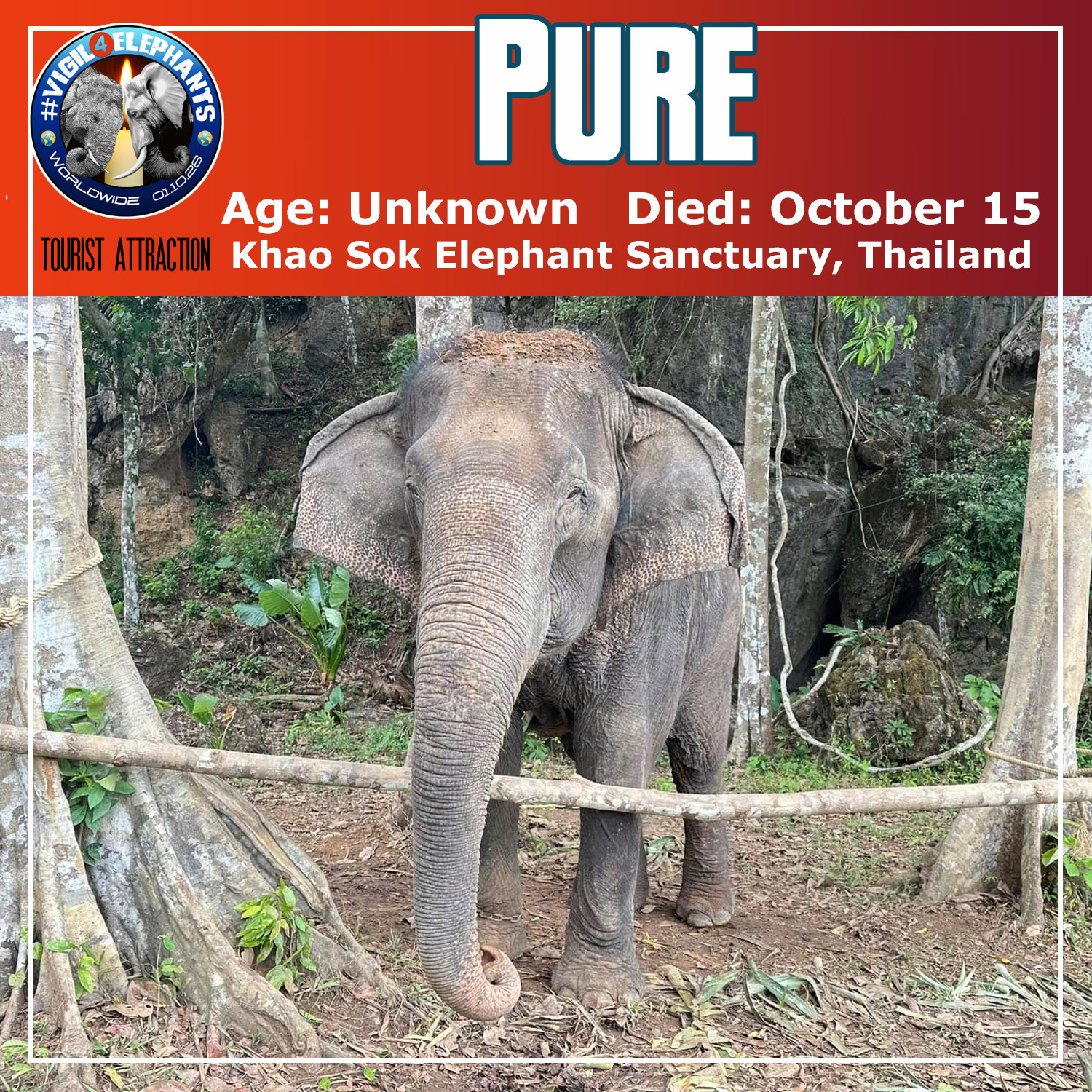Vigil4Elephants - Poor Pure. There is literally nothing known about her ...