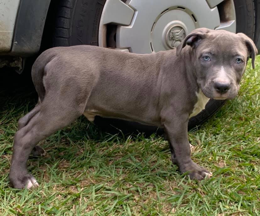 PinoyAzkal Amstaff Breeder | Kallangur QLD