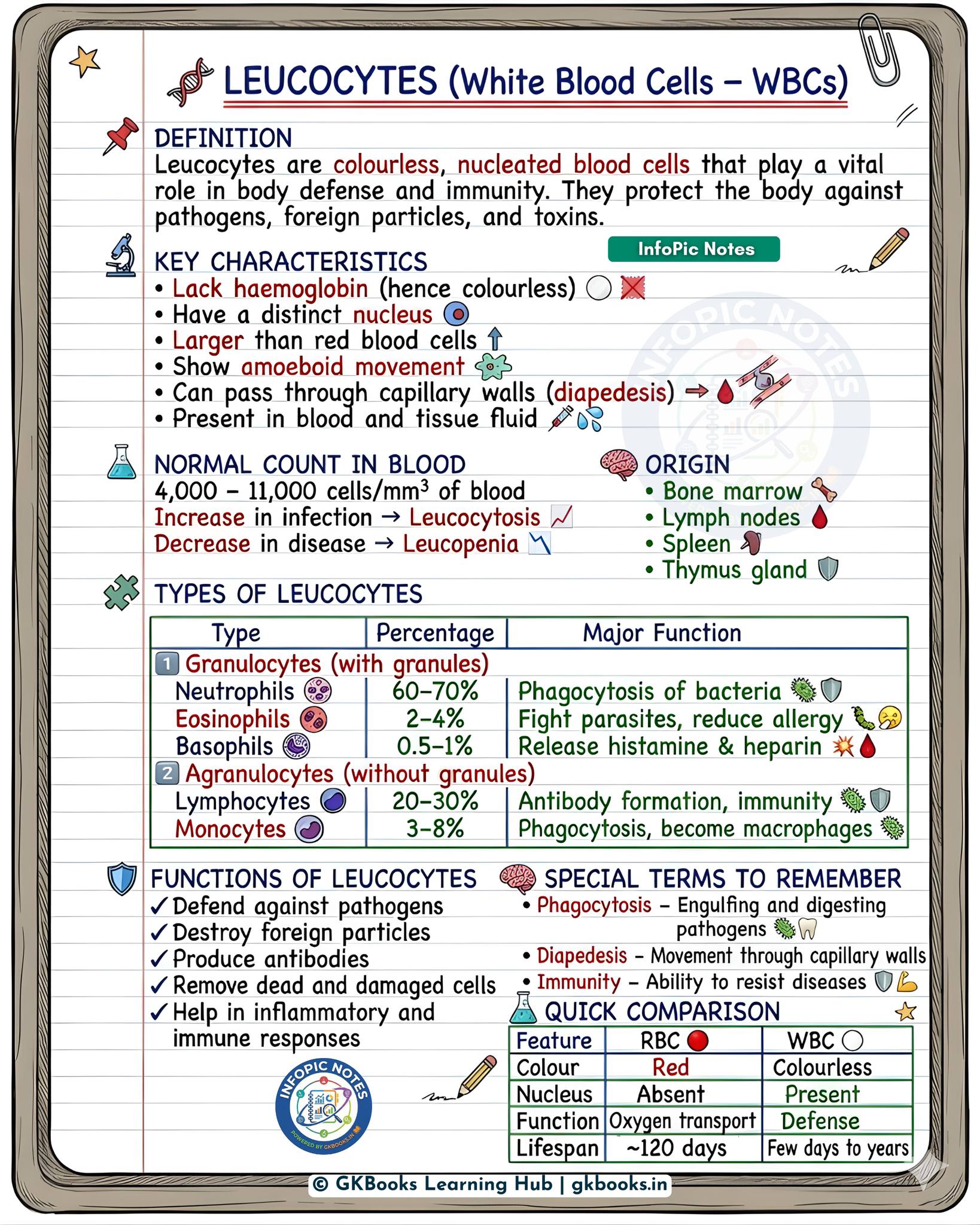 InfoPic - Leucocytes (White Blood Cells): Structure, Types & Functions ...