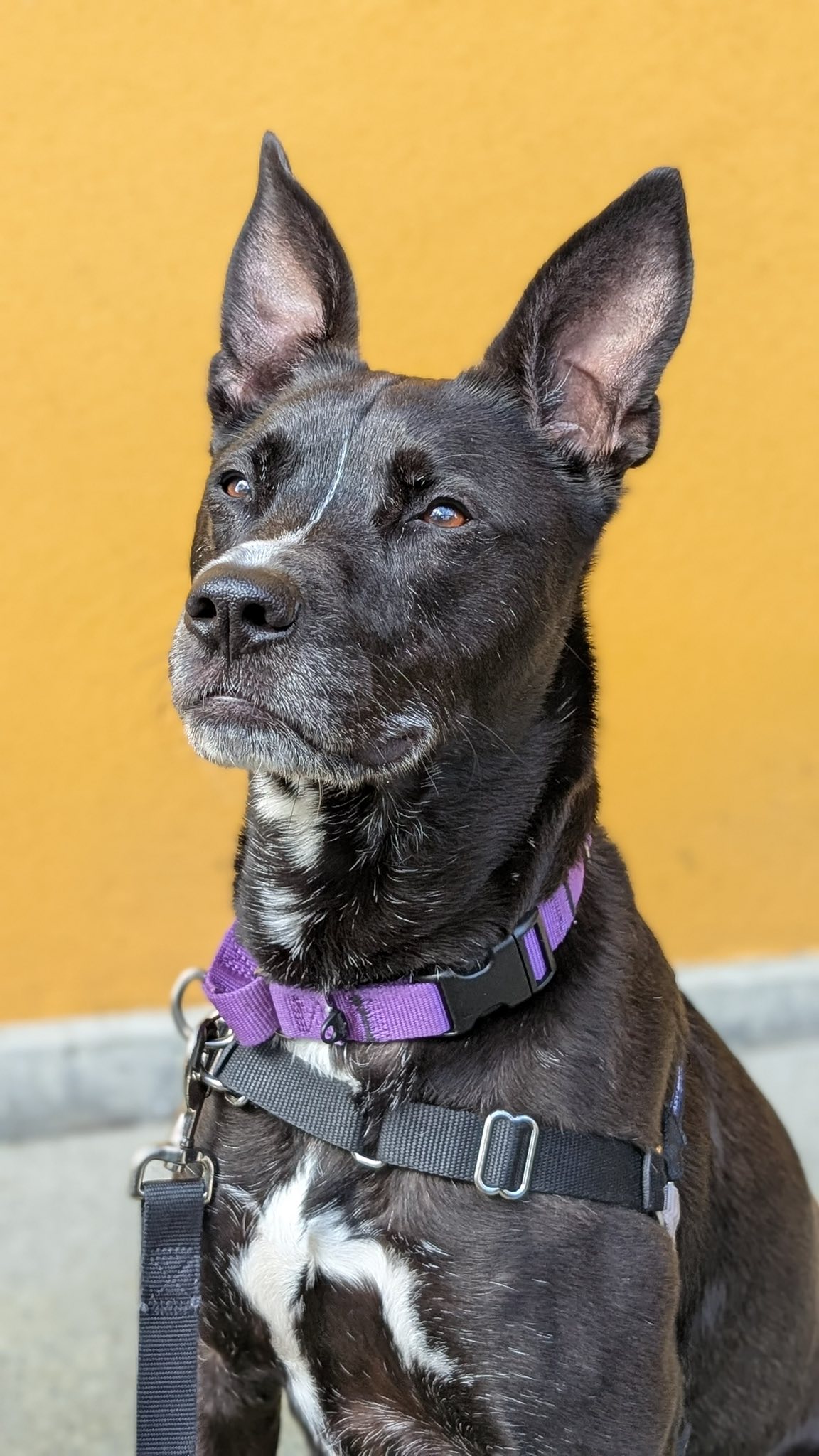 Seattle Humane - Adopt Bentley from Seattle Humane Society! Bentley is ...