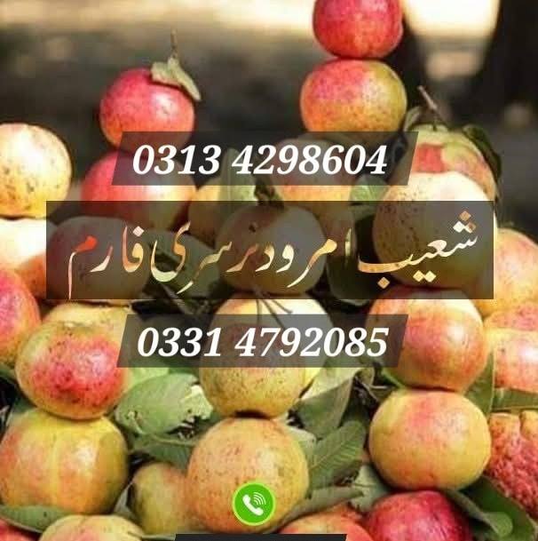 Shoaib - musami مسمی Best Quality Musami Plants in Pakistan at Our ...