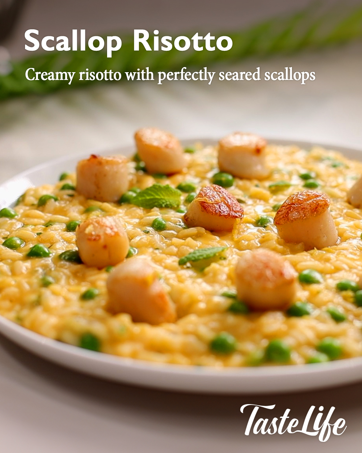 Taste - Scallop Risotto👉 https://tinyurl.com/yt88m2n6 | Facebook