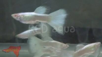 Guppy Price In Kerala,A meeting ground for guppy fish lovers