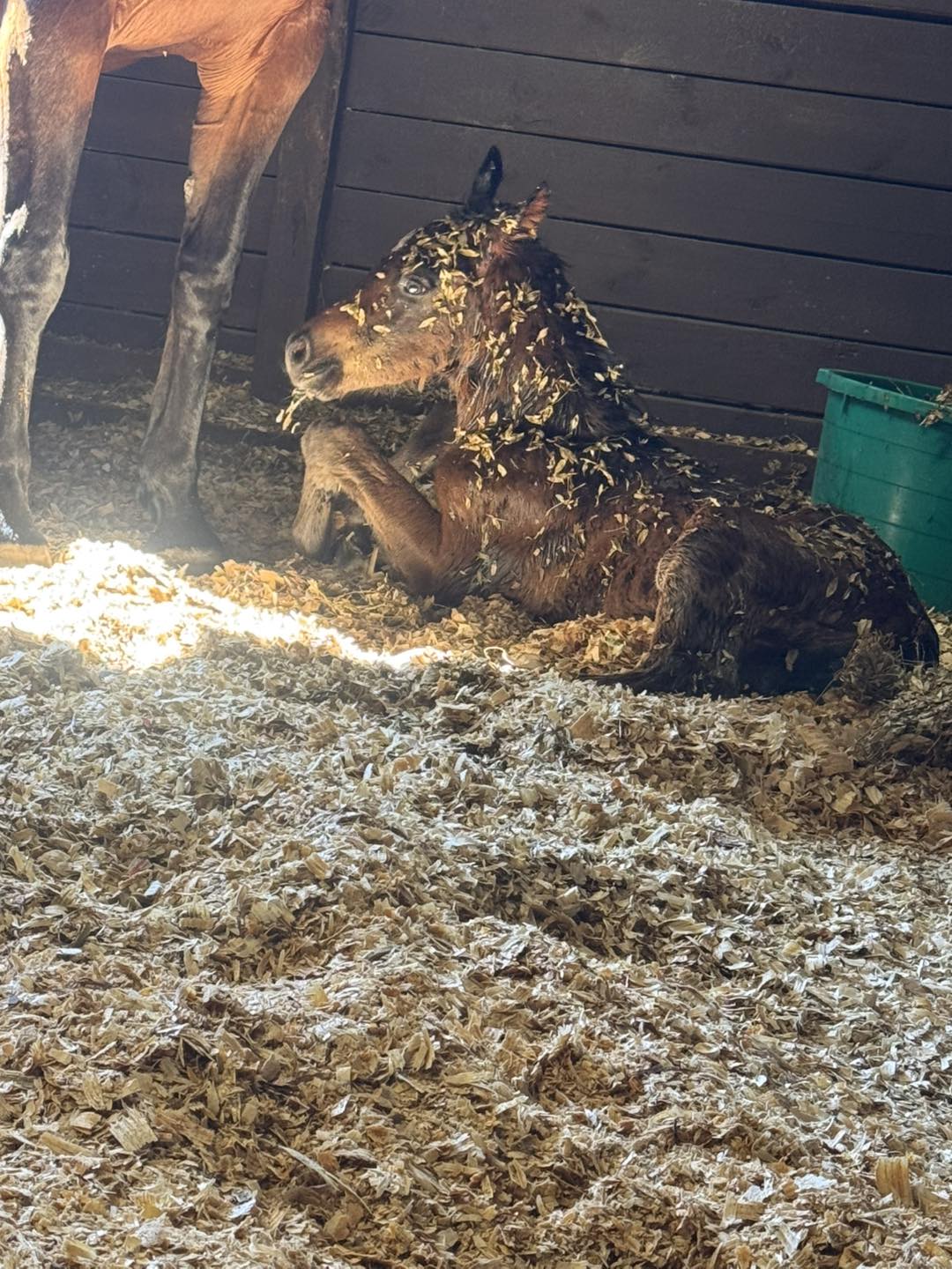 High Road Ranch - 🩵💙When your Recip mare delivers a... | Facebook