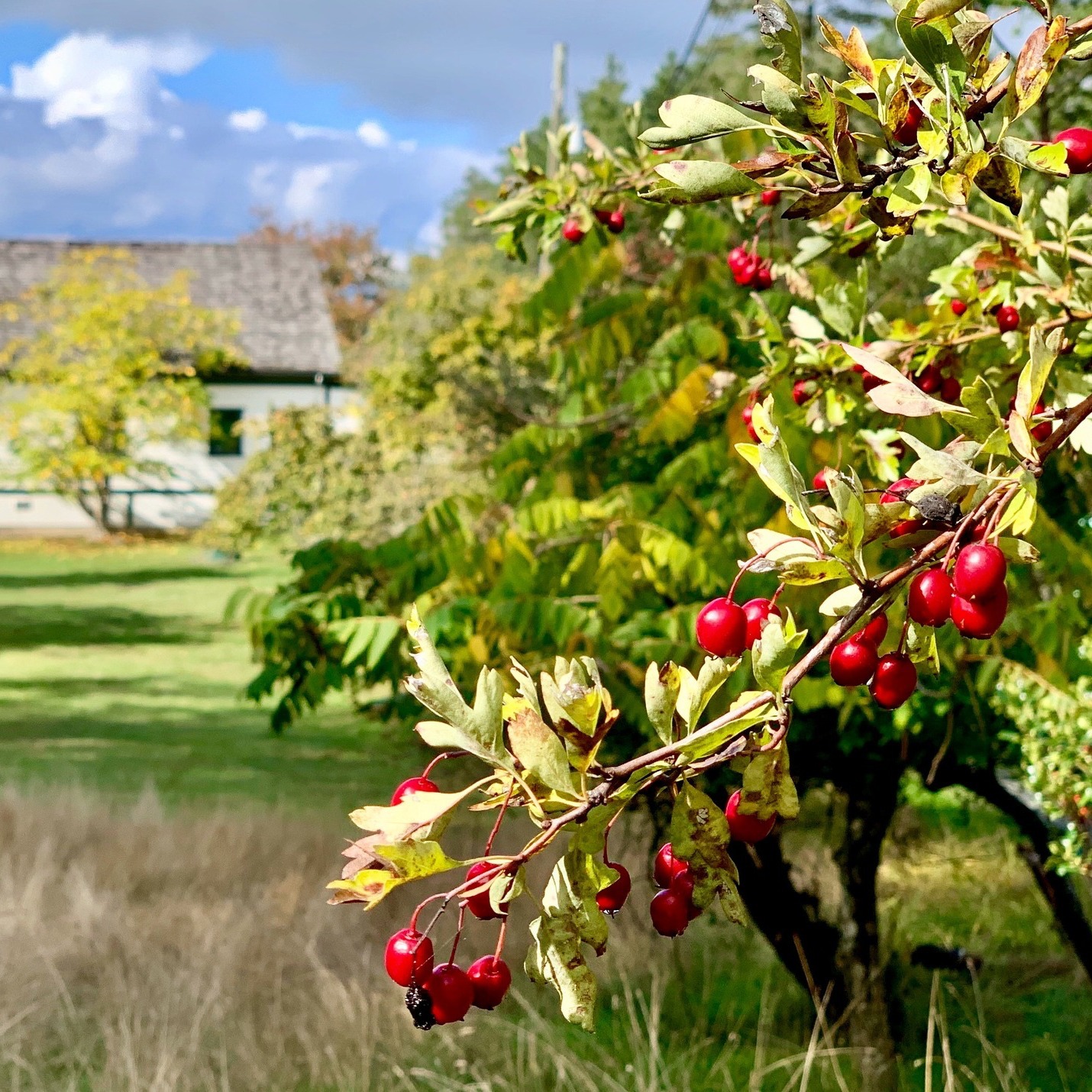 Pender Island Bulletin Board | Planning your Thanksgiving Day long ...