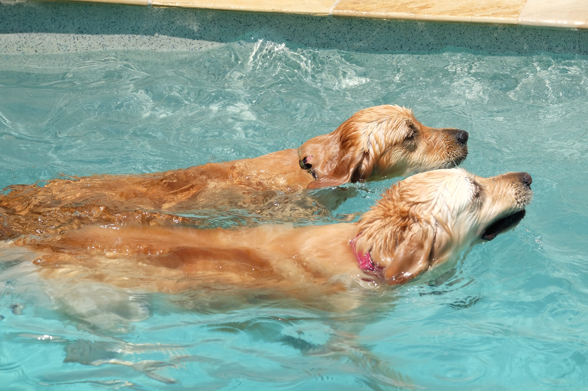 Cocker Spaniel Rescue QLD... - Cocker Spaniel Rescue QLD inc