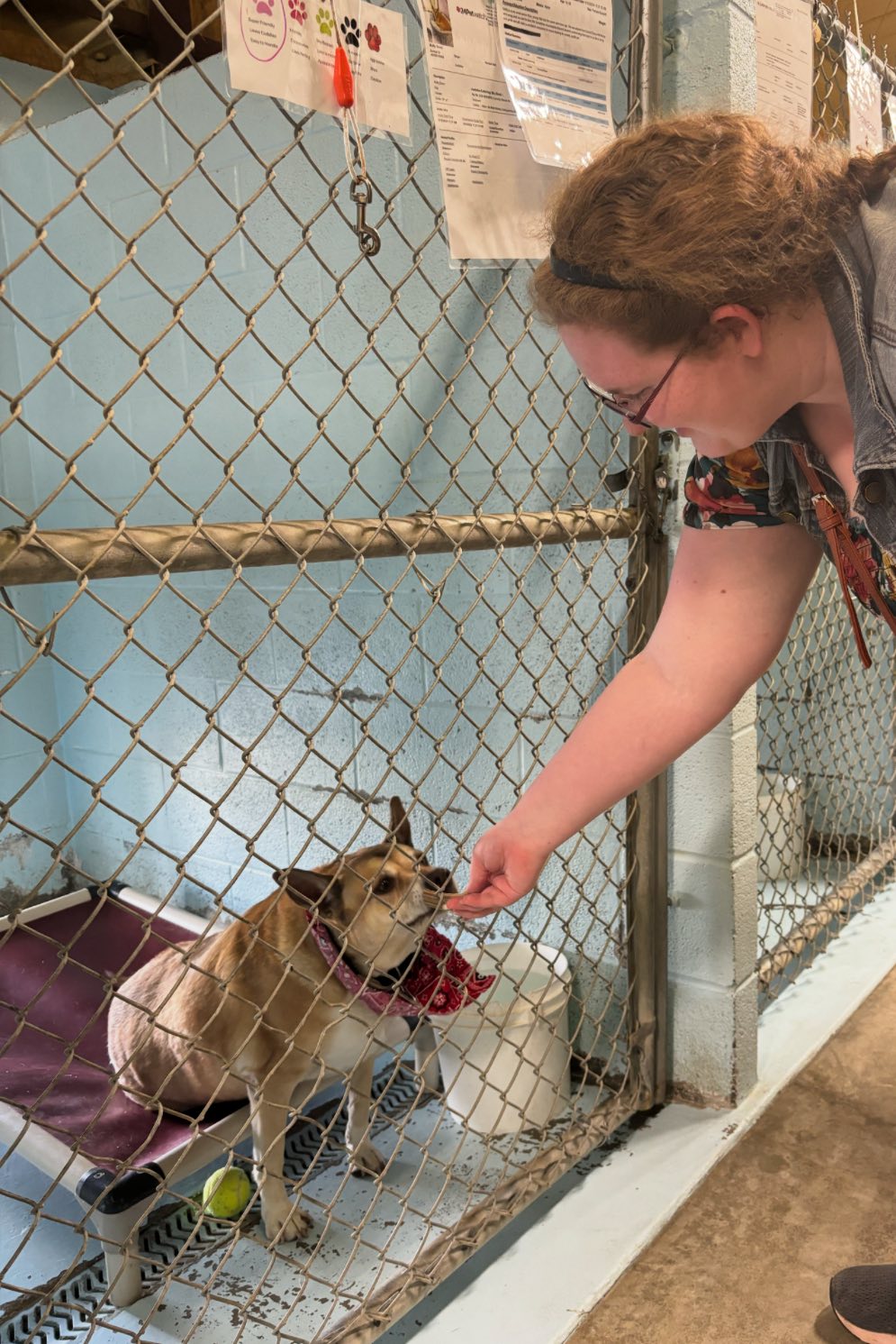 Second Chance Pet... - Second Chance Pet Rescue of Grand Lake