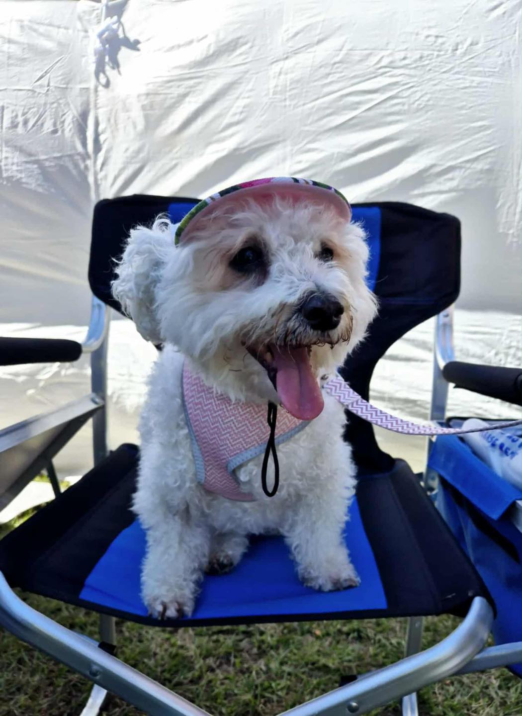 Little Legs Dog & Cat Rescue Qld Inc - 🐱 ADOPT ME 🐱 Name: Marvin Breed ...