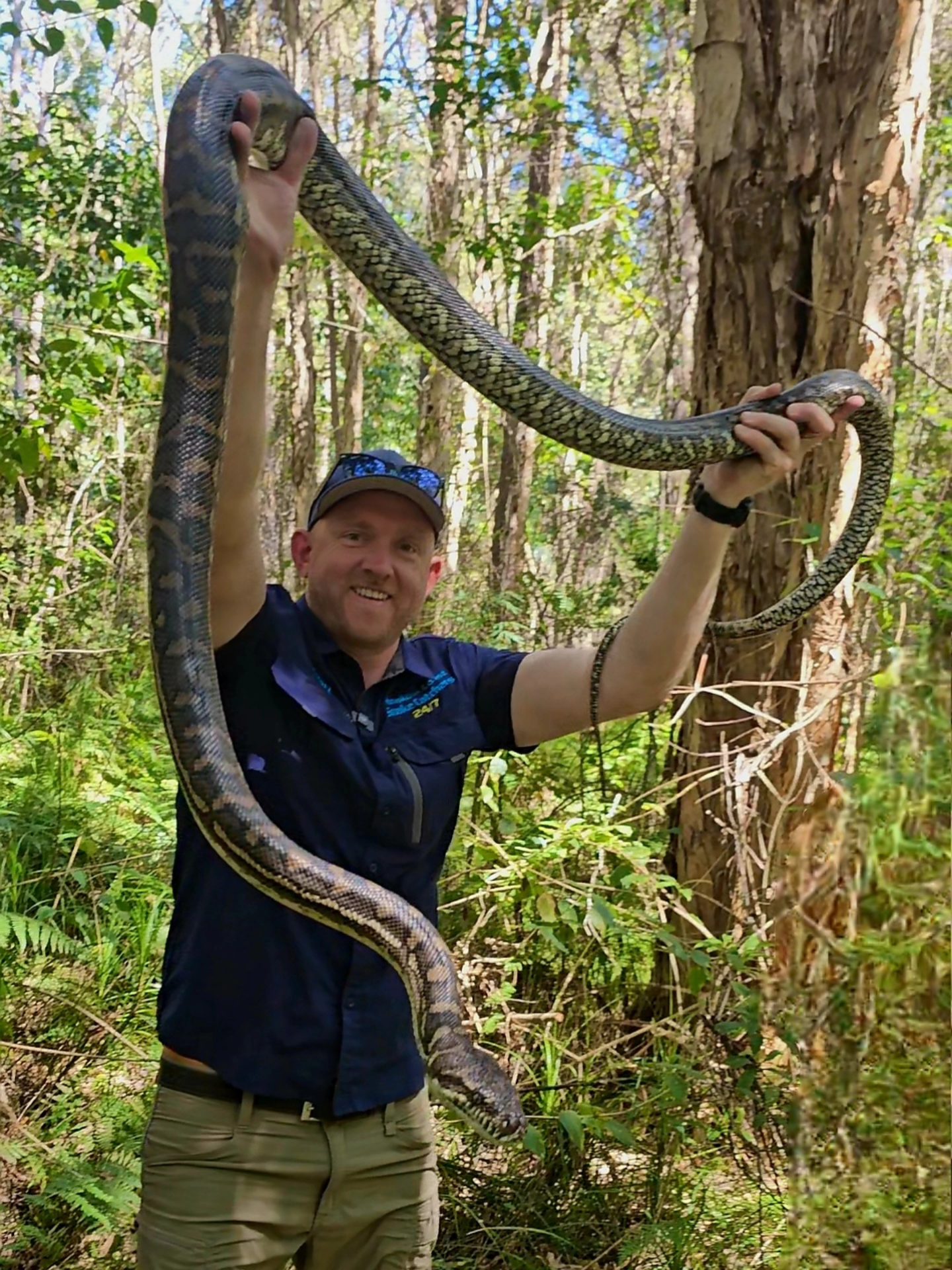 Sunshine - Whopper of a Carpet Python! Stu and a snake catching tour ...