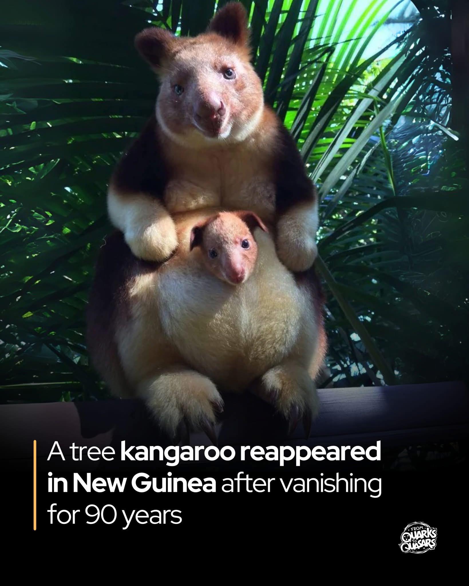 Go - The ultra-rare Wondiwoi tree kangaroo has reappeared after ...