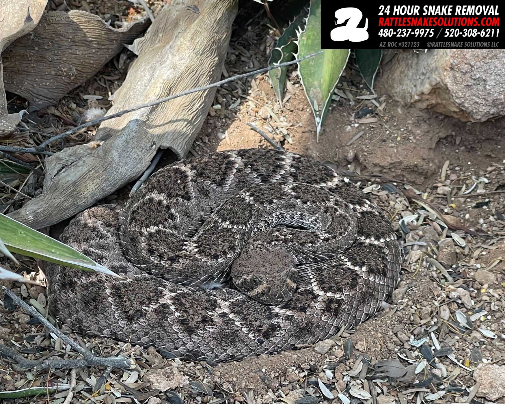 Rattlesnake - The home where this Western Diamondback Rattlesnake was ...