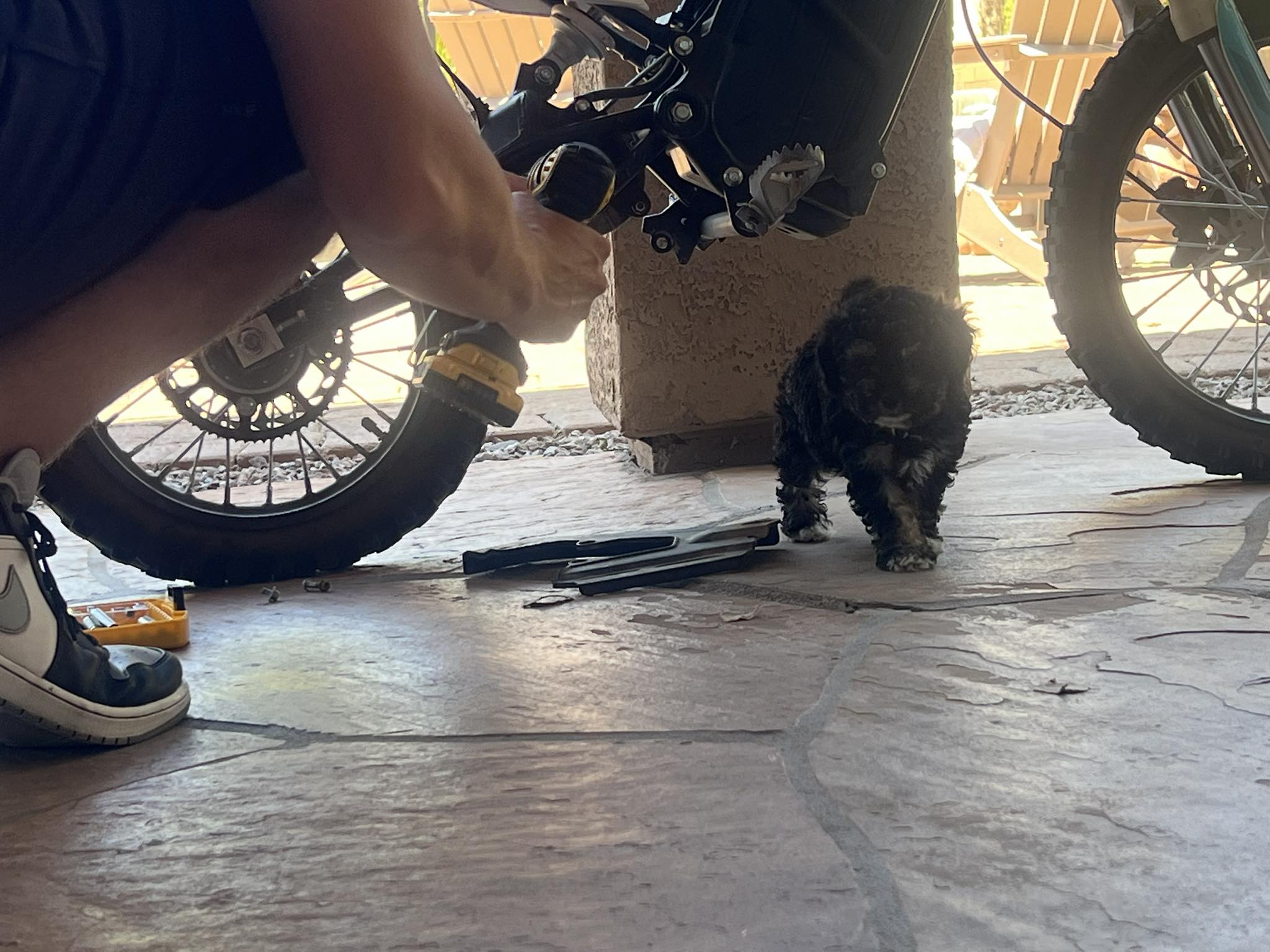 Cockapoo Puppies in Gilbert Arizona
