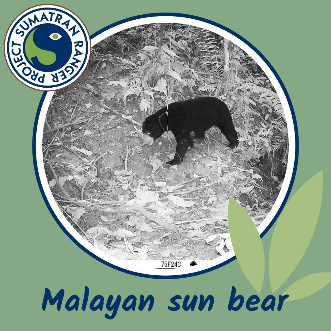 The answer: Malayan sun bear!... - Sumatran Ranger Project