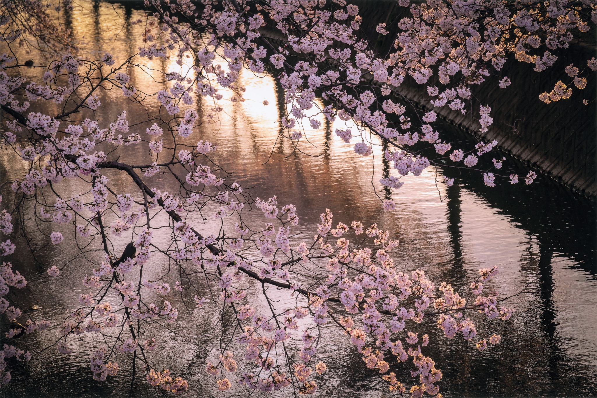 キヤノンフォトサークル（Canon Photo Circle） - 【“普通”の風景が夕暮れと鳥の演出で映えに変わった作品】 夕暮れの一瞬に川 ...