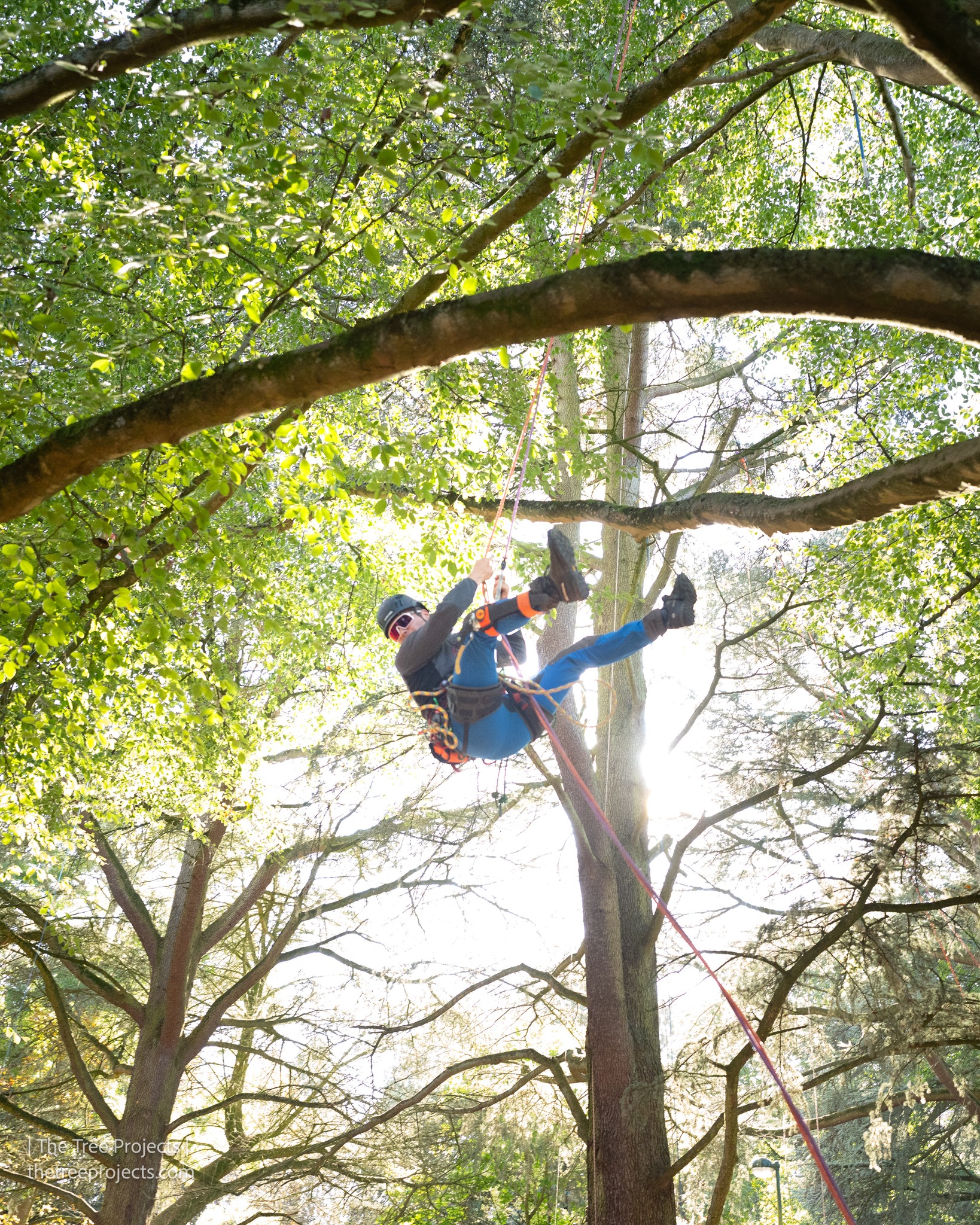 UK & Ireland Tree Climbing Competitions