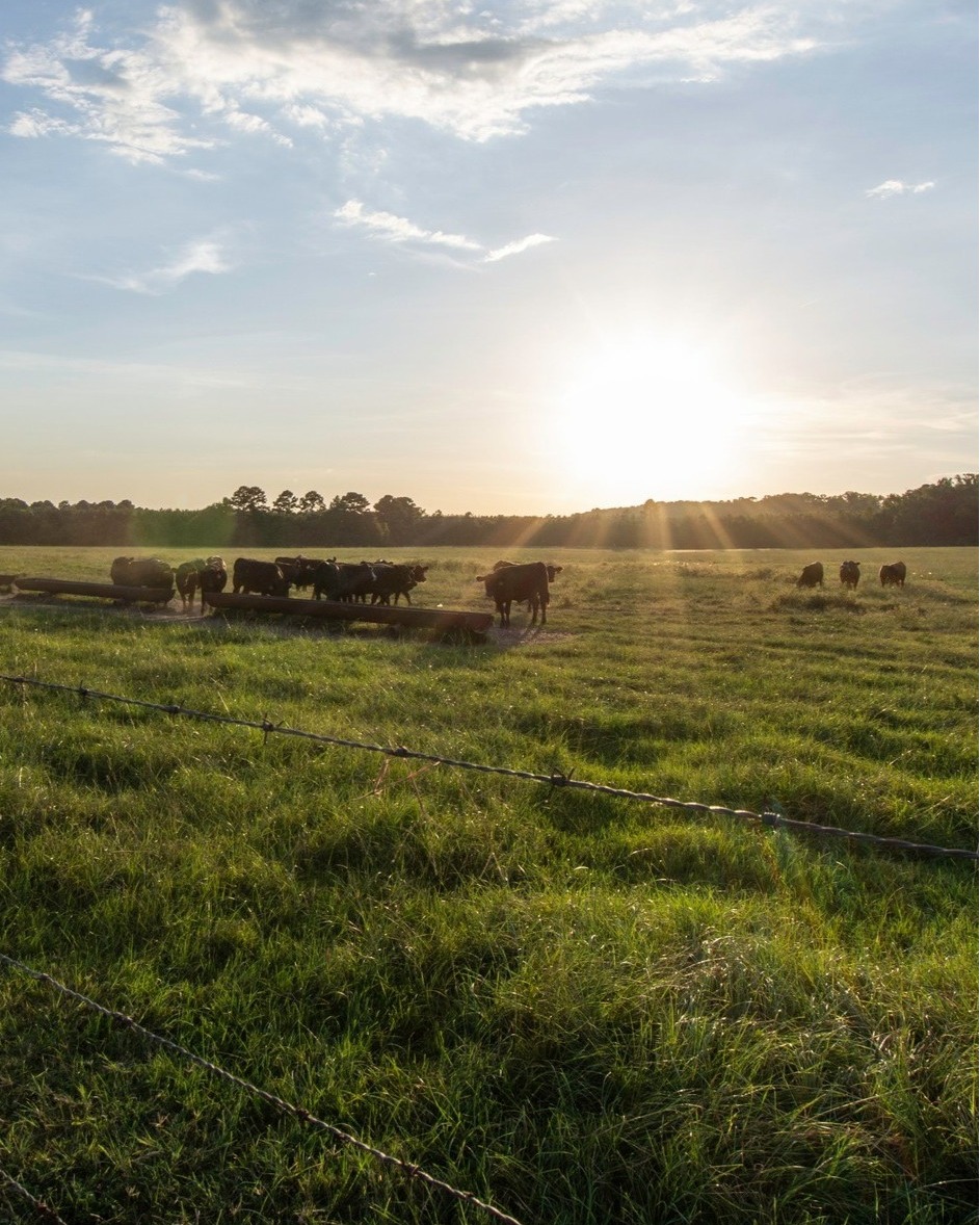 Calling all beef connoisseurs!... - Teys Certified Angus Beef | Facebook