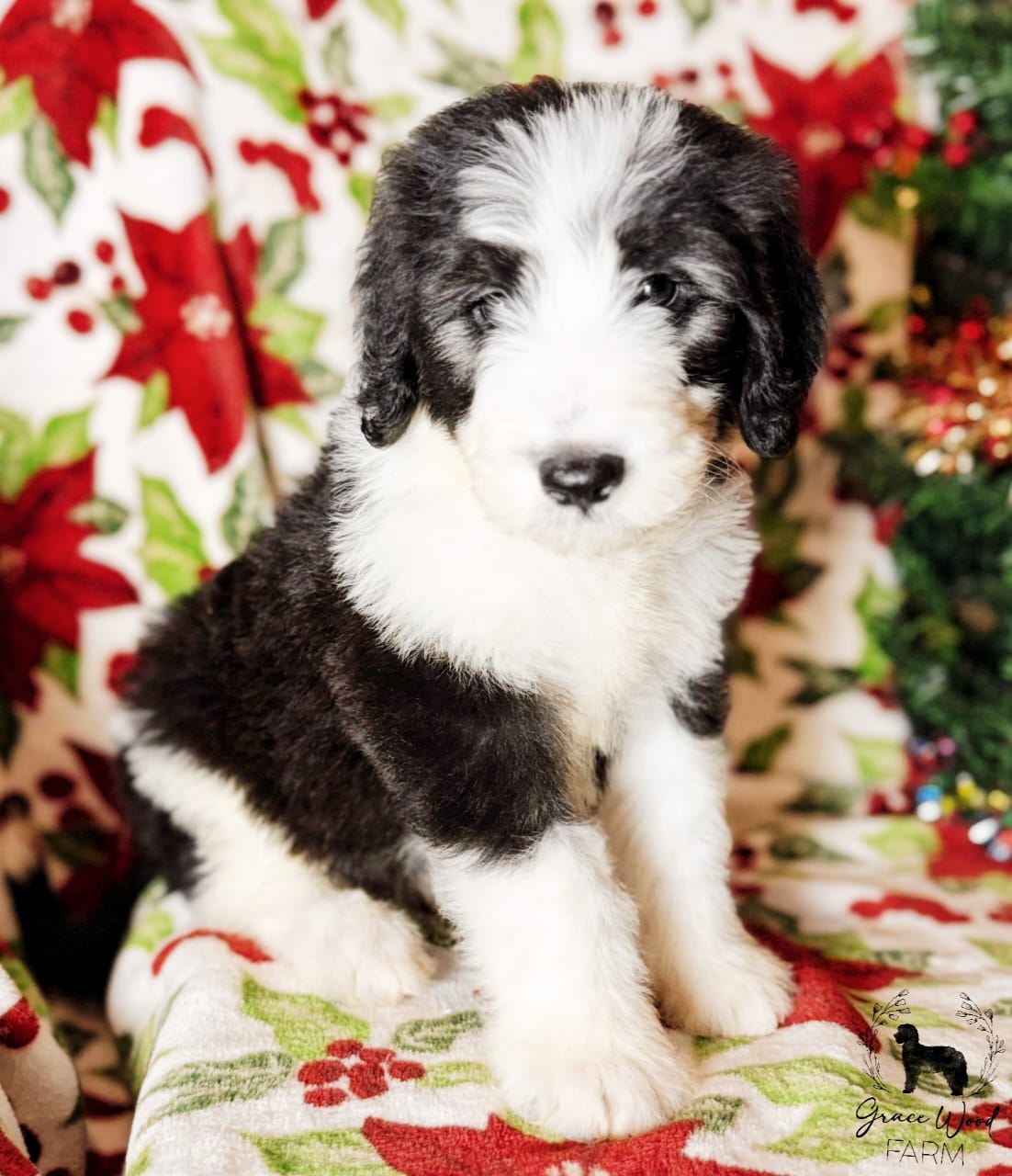 Grace - Meet our sweet baby Obi from Mama Charlie’s litter! 💞 He’s a 7 ...