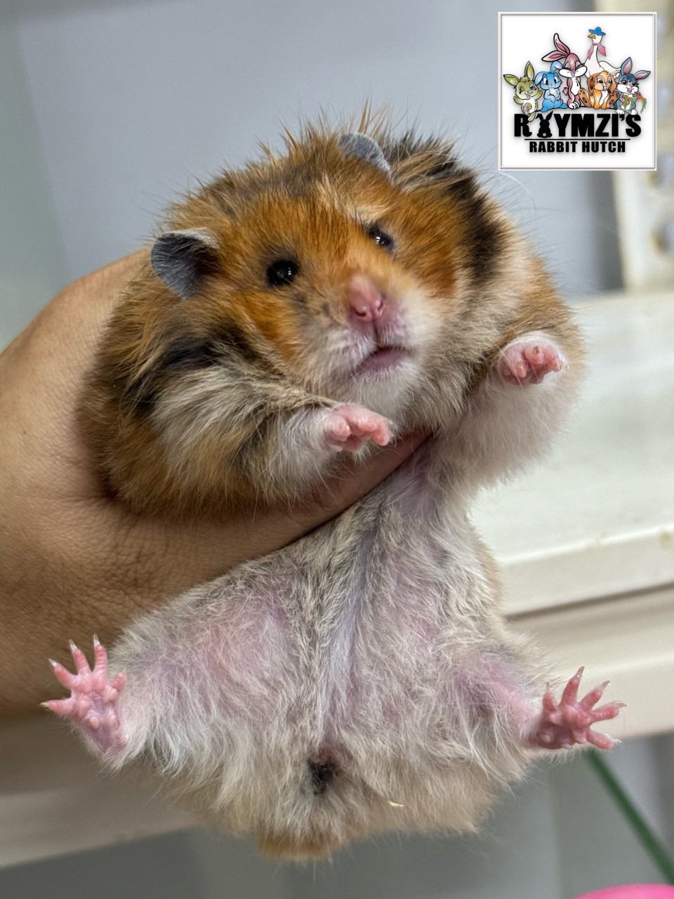 🐹 Batch kali ni Cuma ada berapa... - Raymzi's Rabbit Hutch | Facebook