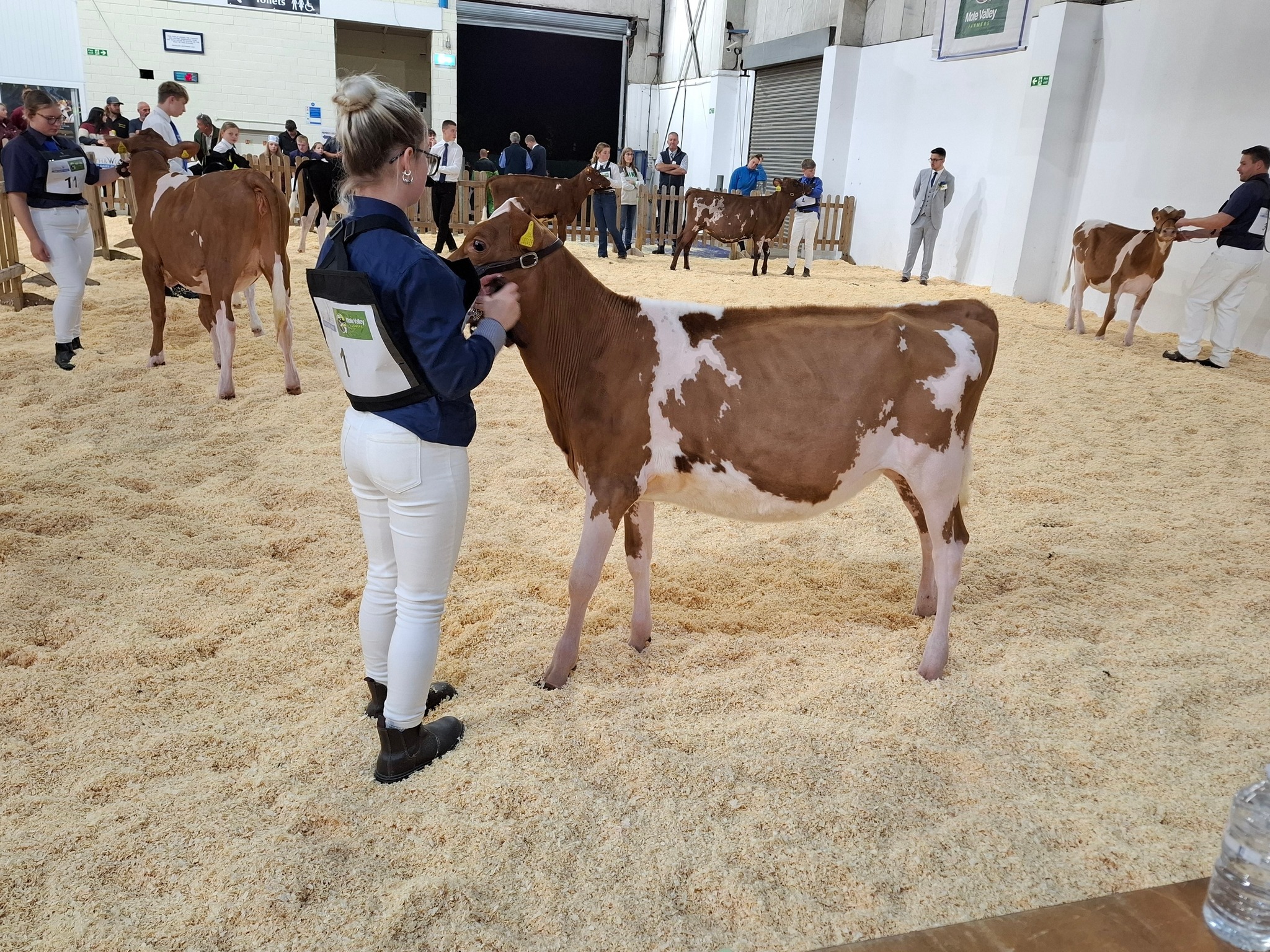 🌟The calf classes are... - English Guernsey Cattle Society | Facebook