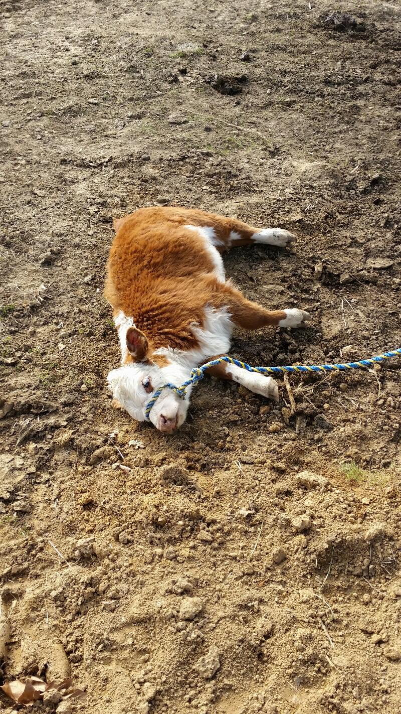 Had a calf get bit by a... - Crazy Sisters' Cattle Company | Facebook