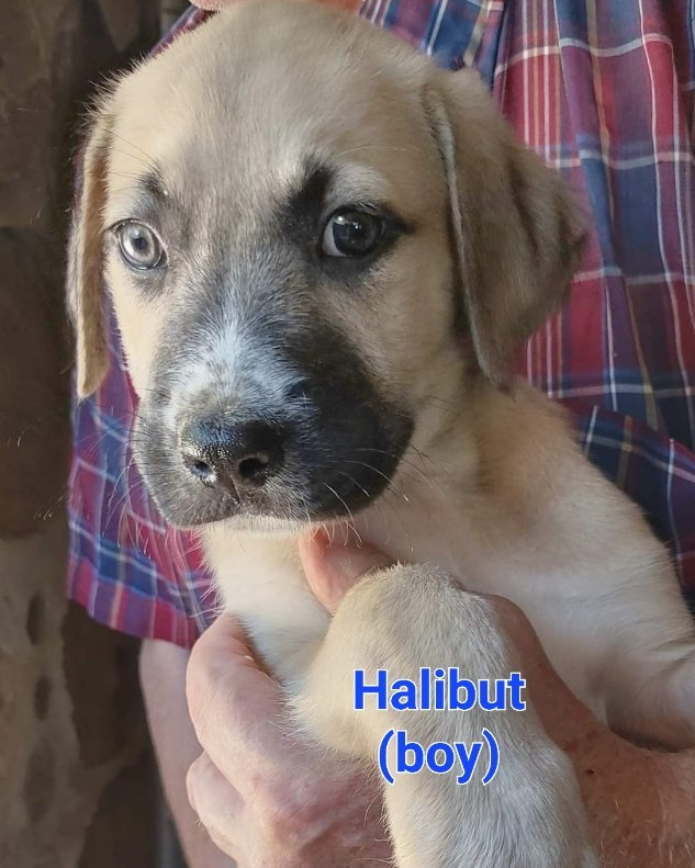 Meet the H litter!... - Project Hope Animal Rescue Foundation