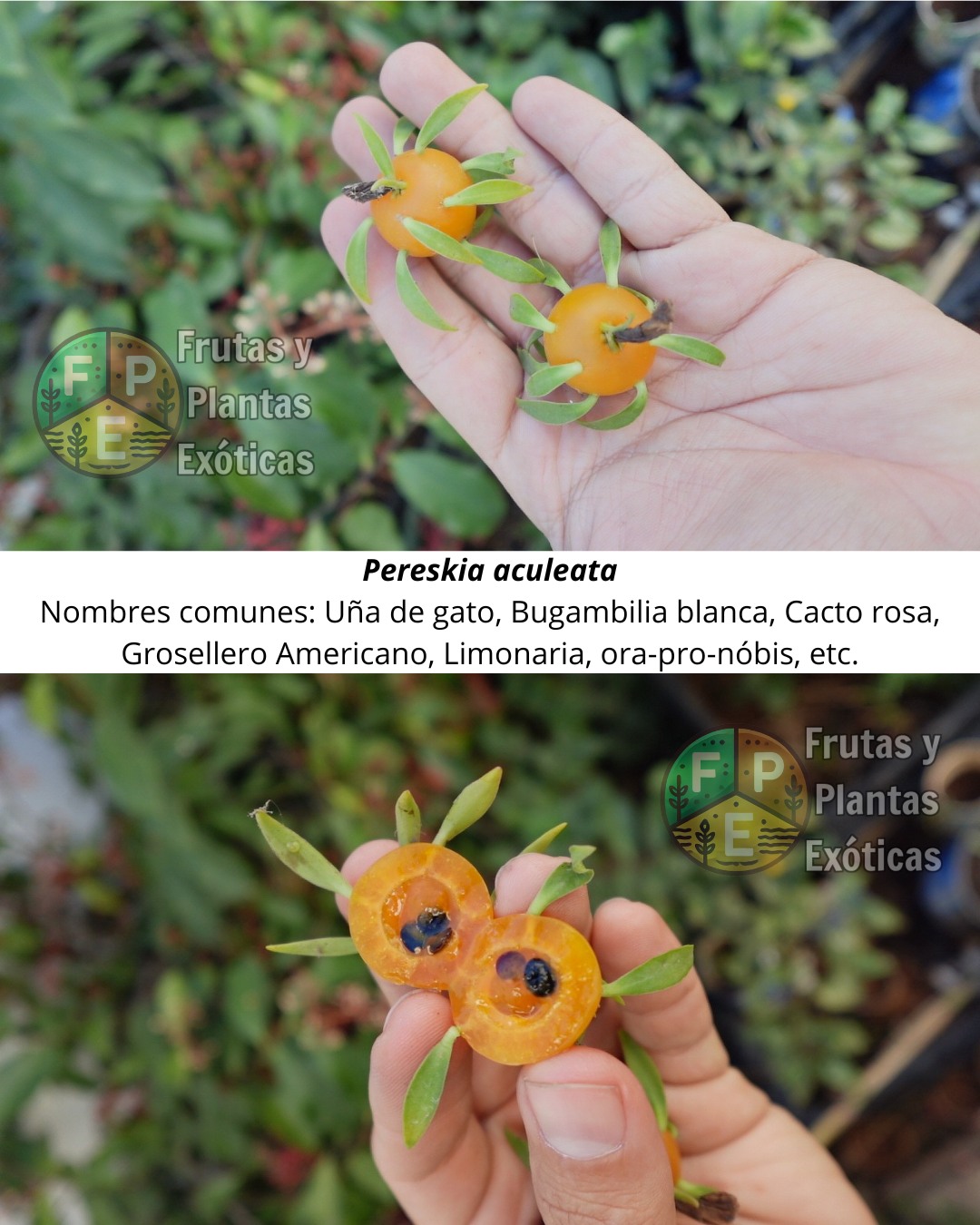 Foto de Pereskia aculeata (con frutos