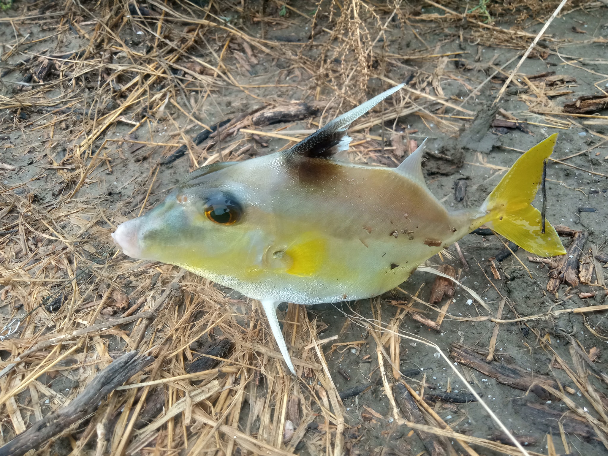 ปลาวัวจมูกสั้น (อังกฤษ: Short-nosed... - Tik Gee Fishing | Facebook