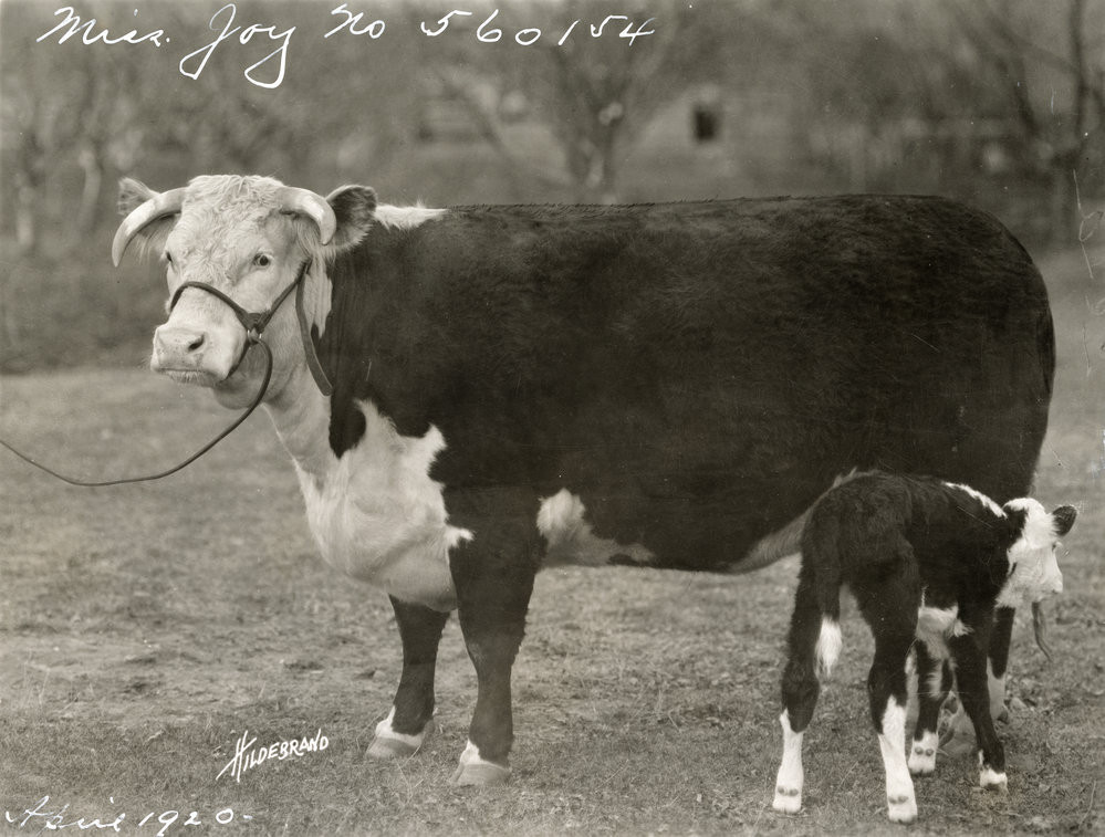 Montana - View of champion Herford Miss Joy, number 560154 at A. B ...