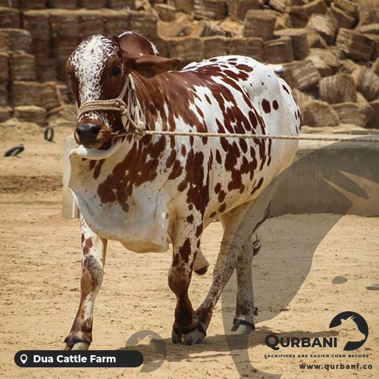 Qurbani - Qurbani added a new photo.