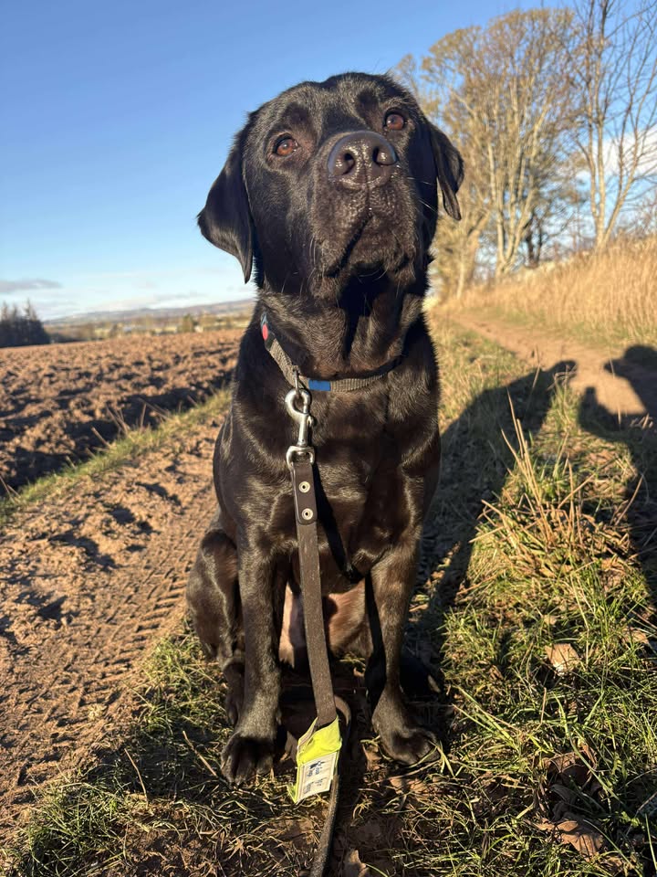 Guide Dogs Scotland | Forfar