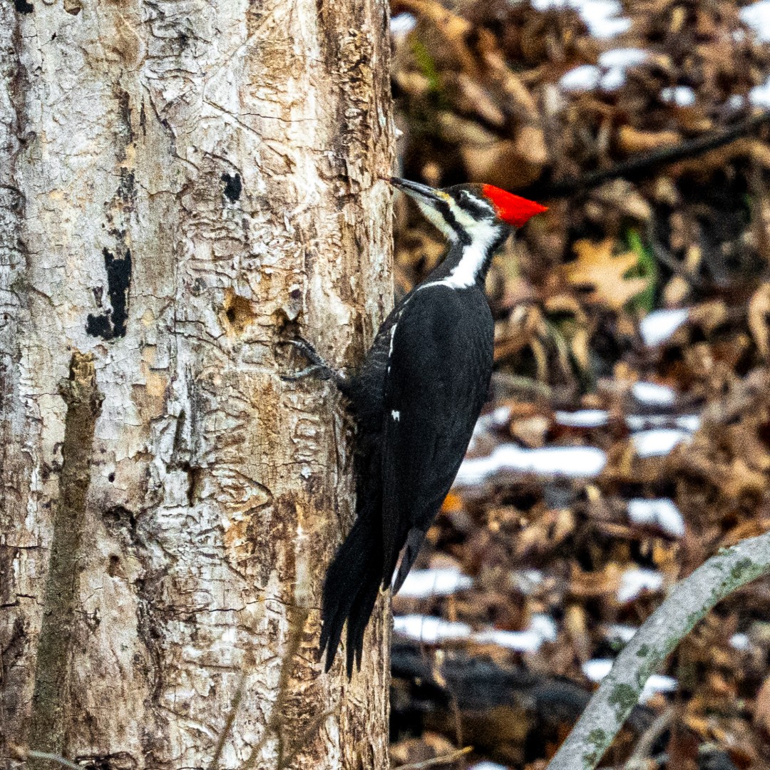 Cuyahoga - Walking through the forest, you suddenly see a flash of red ...