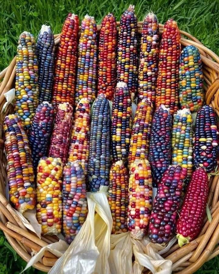 Beautiful Indian corn colors