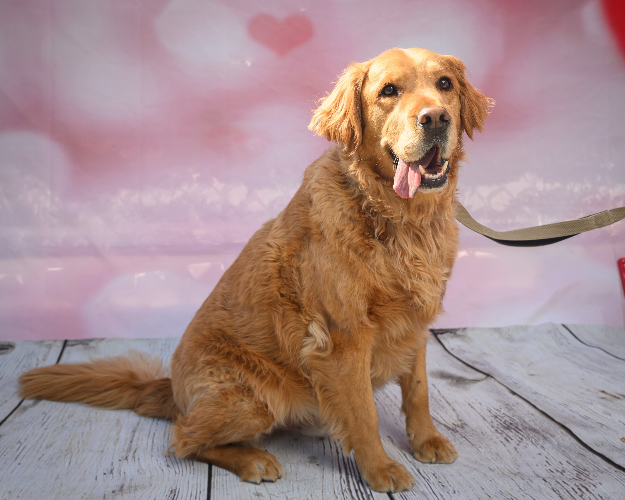 City - 🐾 Treat your fur baby to a Valentine's photoshoot at the Brook