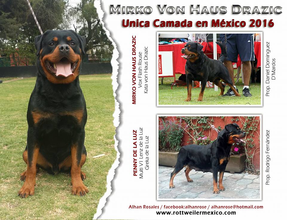 Cachorros disponibles: 2 machos / 2... - Rottweiler México | Facebook