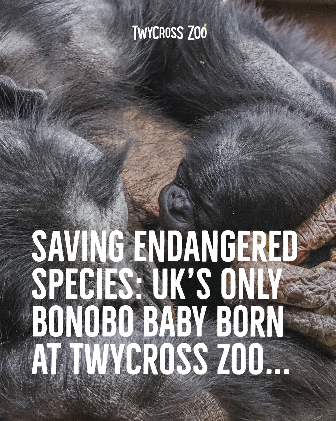 Twycross - A sign of hope for this endangered species... 🎉🐵 💚 On ...