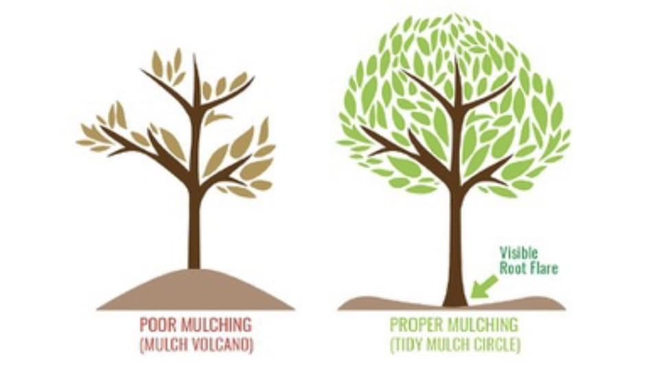 🛑 SAY NO TO MULCH VOLCANOES 🛑 One of... - K & D Tree Masters | Facebook