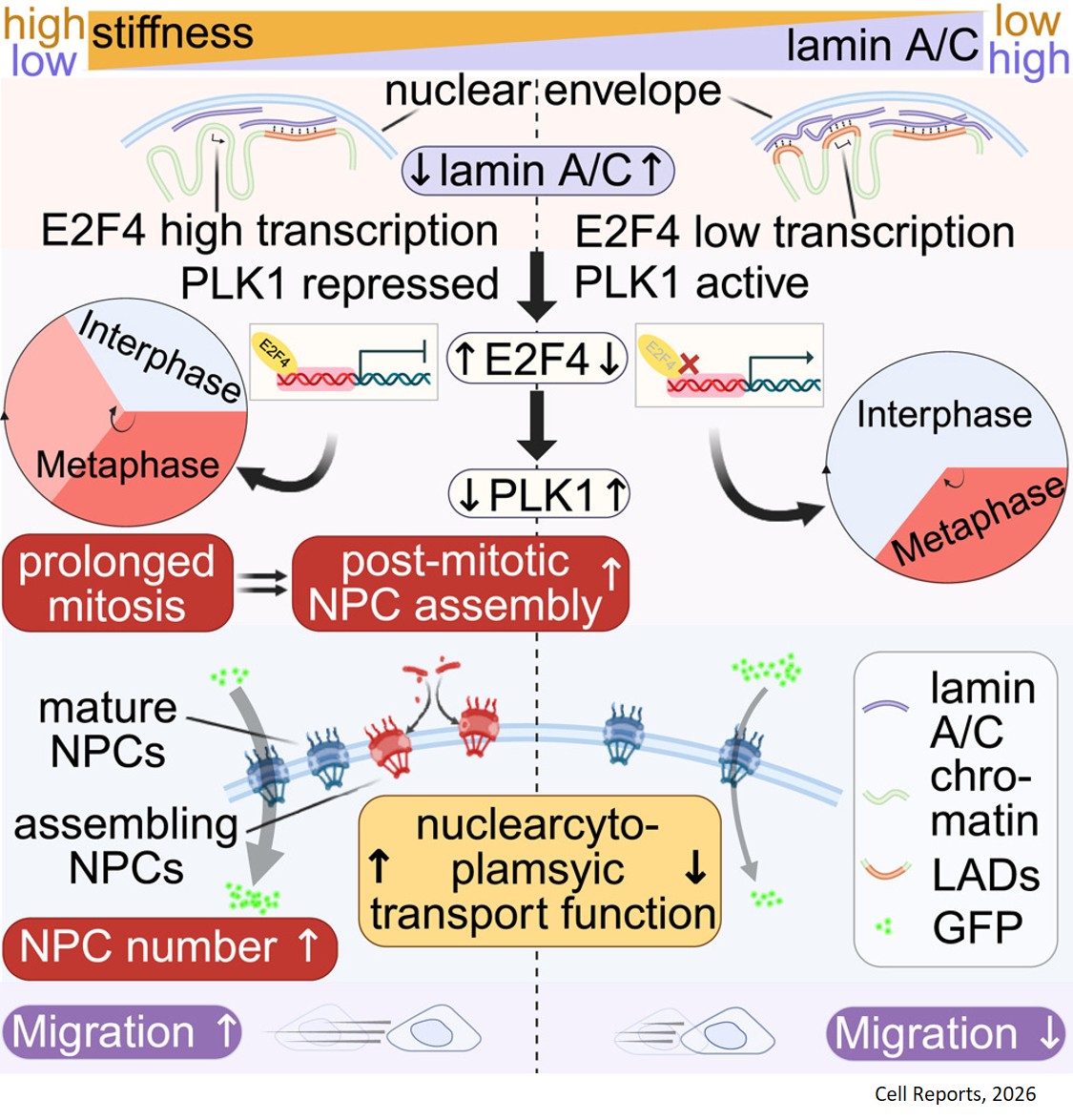 Science Mission - How extracellular matrix stiffness... | Facebook