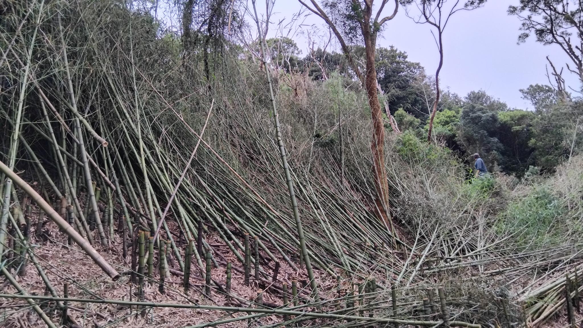 Springbrook Rescue - World Heritage Rainforests