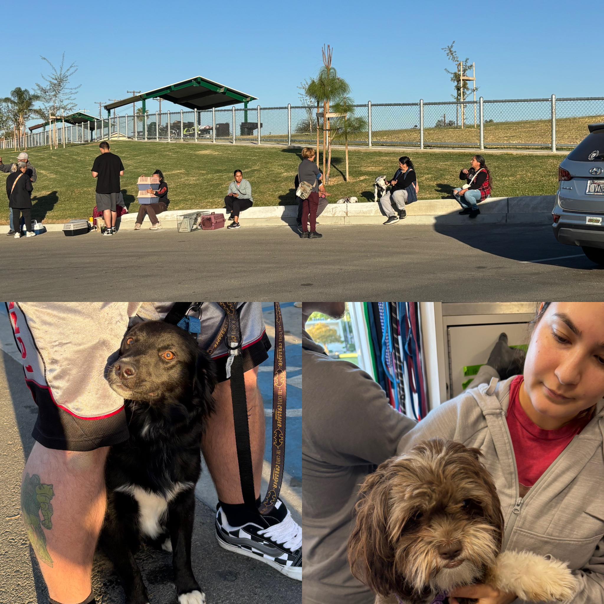 8️⃣9️⃣ dogs and cats... - SOS Dog Rescue - Strength of Shadow | Facebook