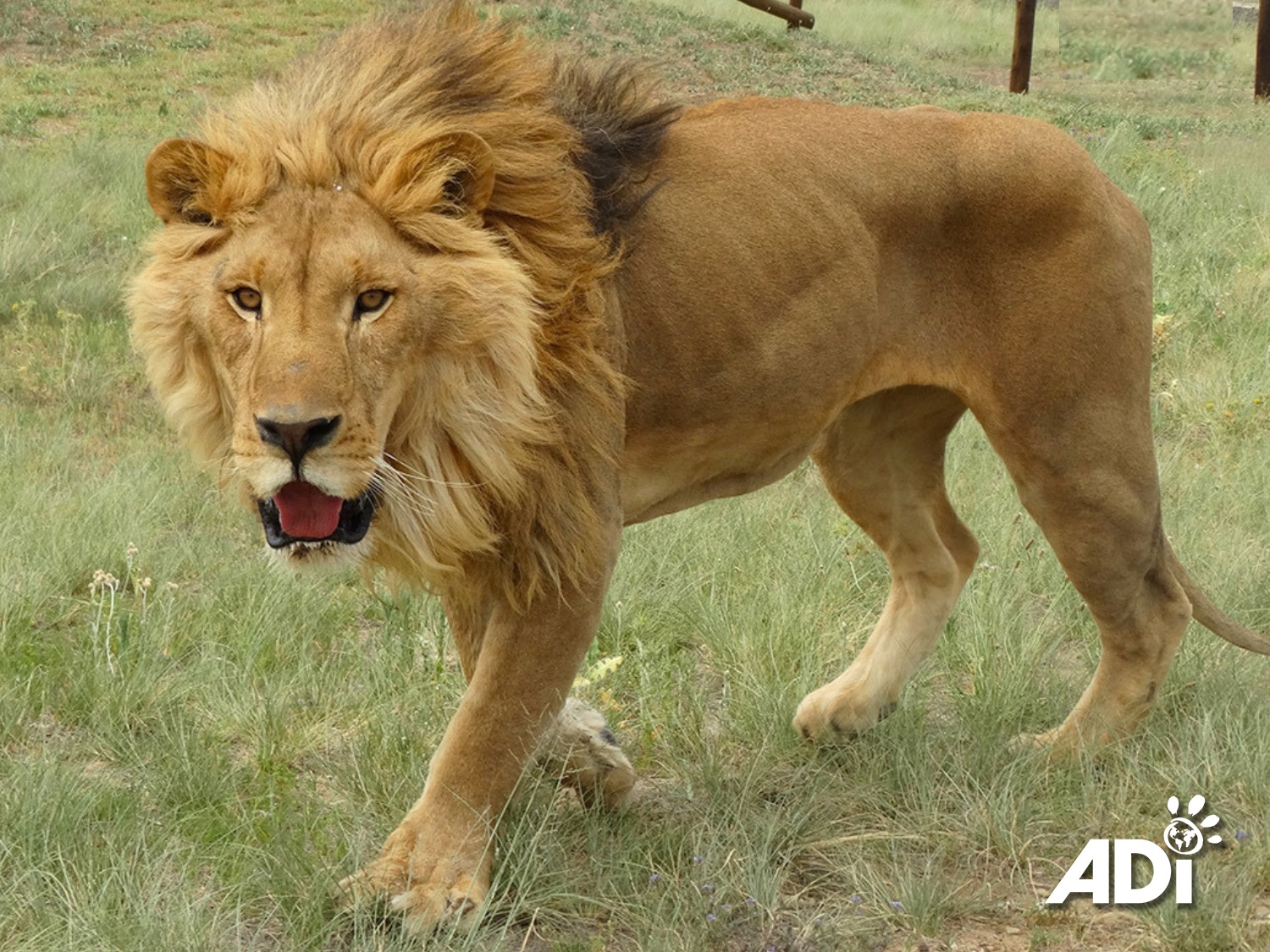 Animal - MIGHTY MUHEEB 🦁 Eight months after his incurable cancer ...