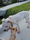 Houston Boxer Rescue | Houston TX