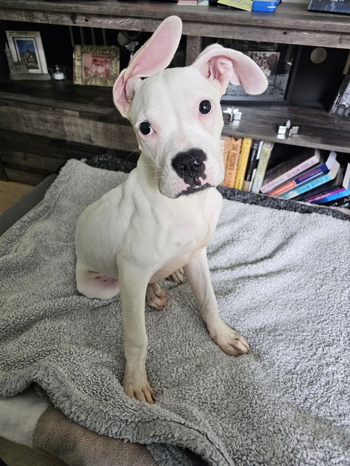 Houston Boxer Rescue | Houston TX