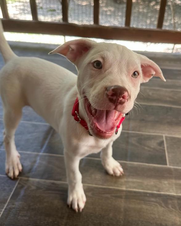 Meet Paloma! 💖🐾 This 3 1/2 month... - Sandy Paws Rescue Inc. | Facebook