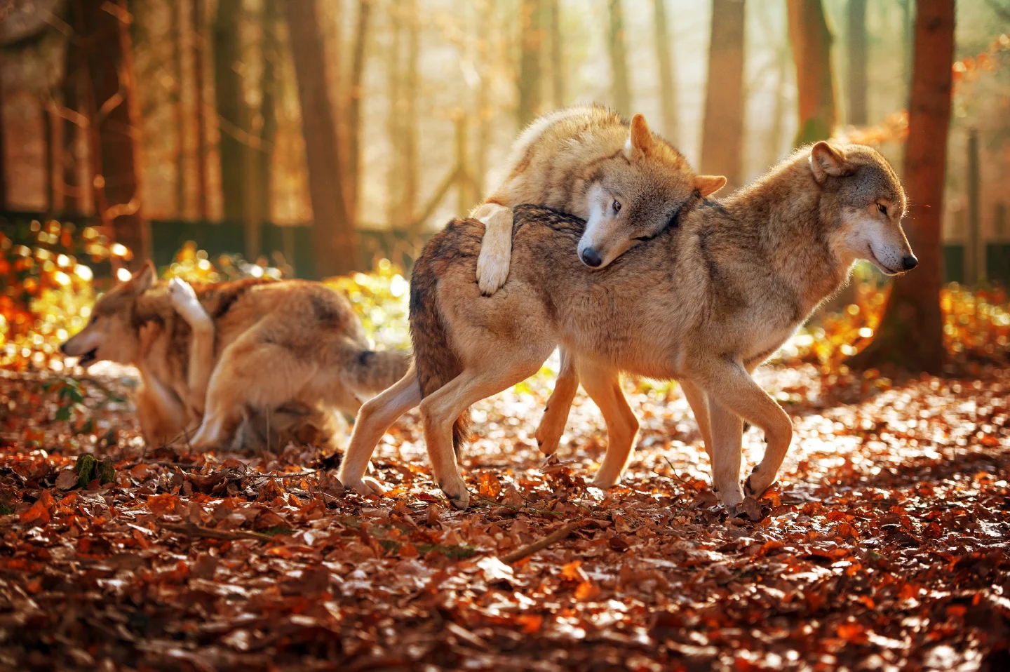 Wolfspark Werner Freund Merzig/Saar | Merzig