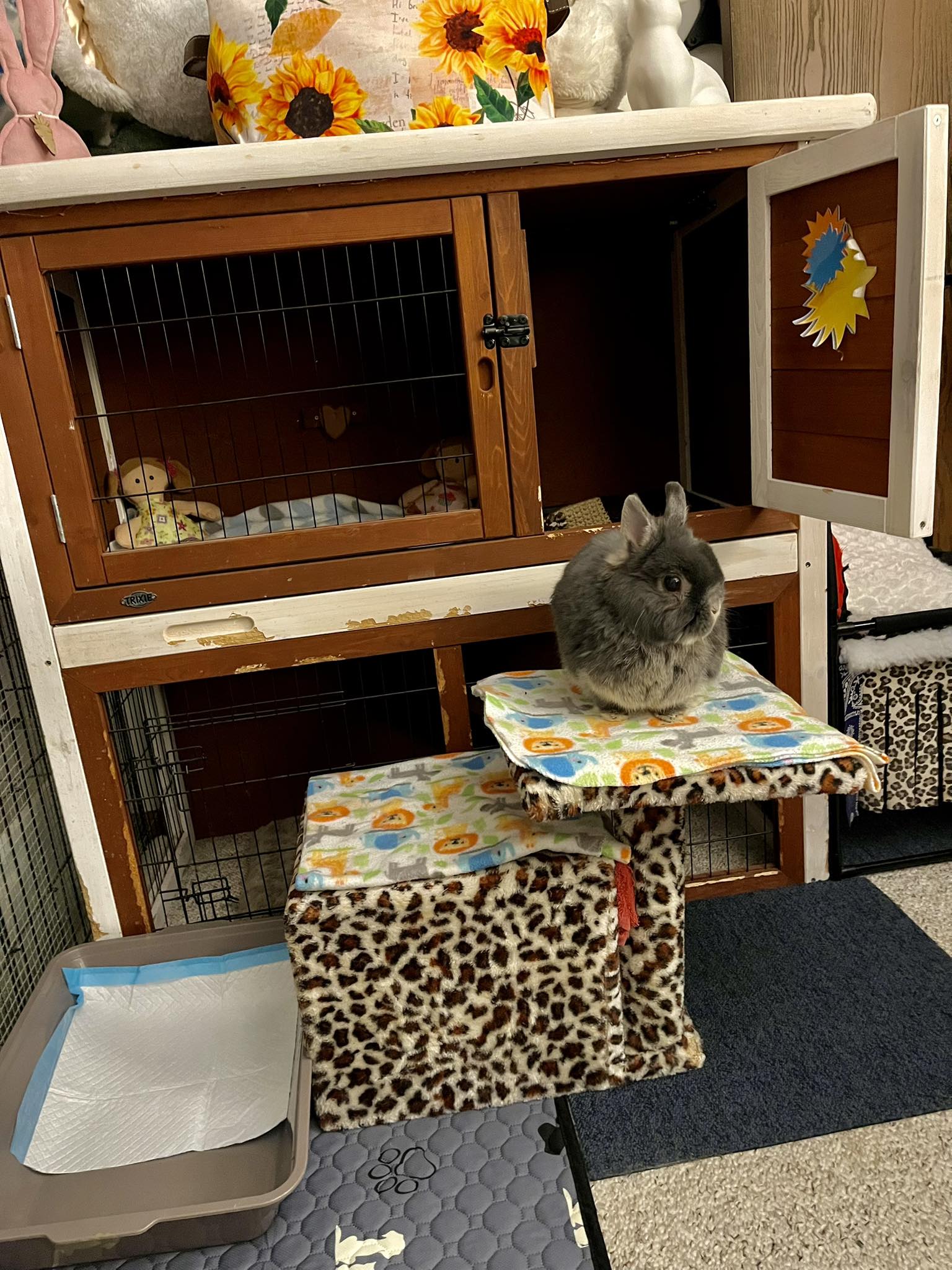 Hi everybunny ‼️ It’s been a... - Bunny Love With Benny Boo | Facebook