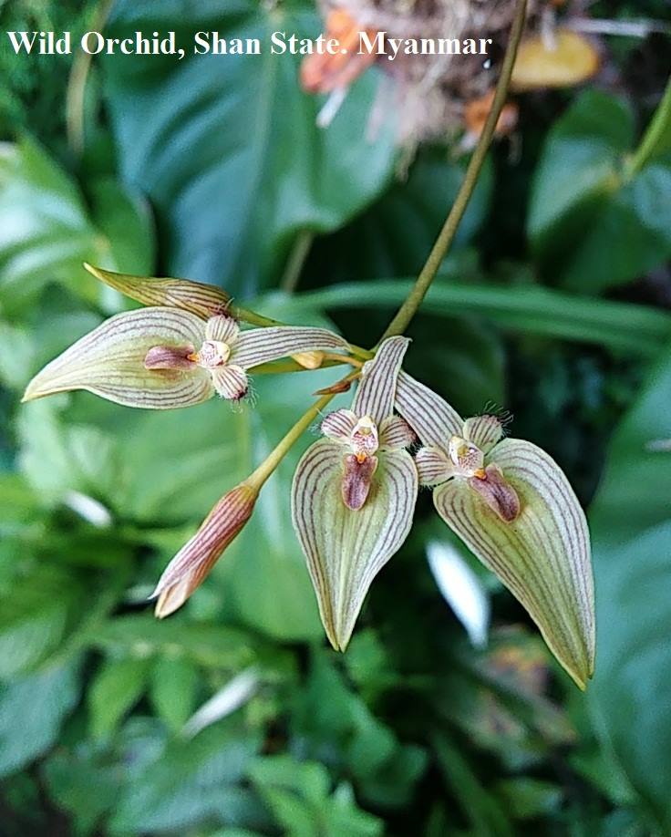 Myanmar wild orchid species collection