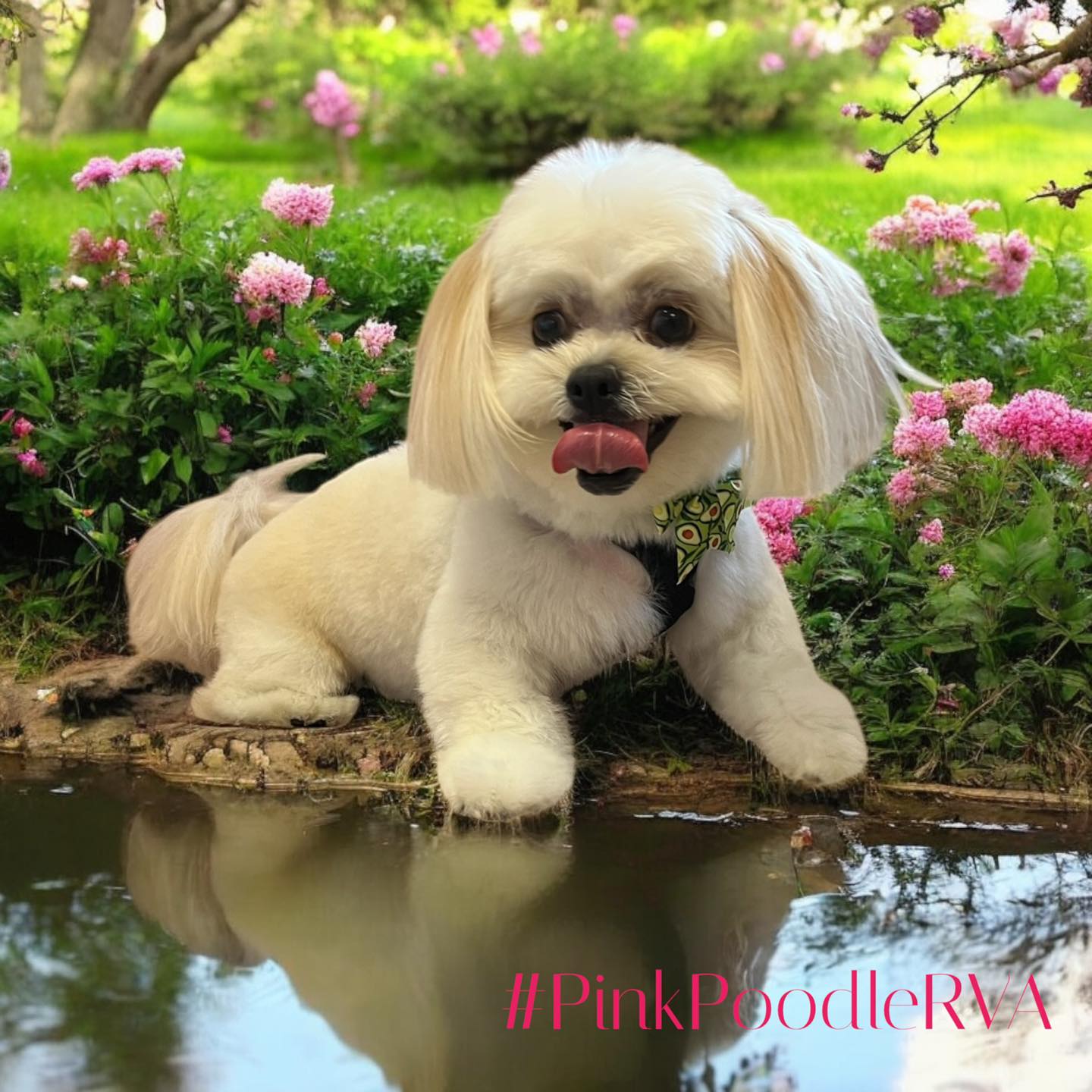 Pink Poodle RVA | Chester VA