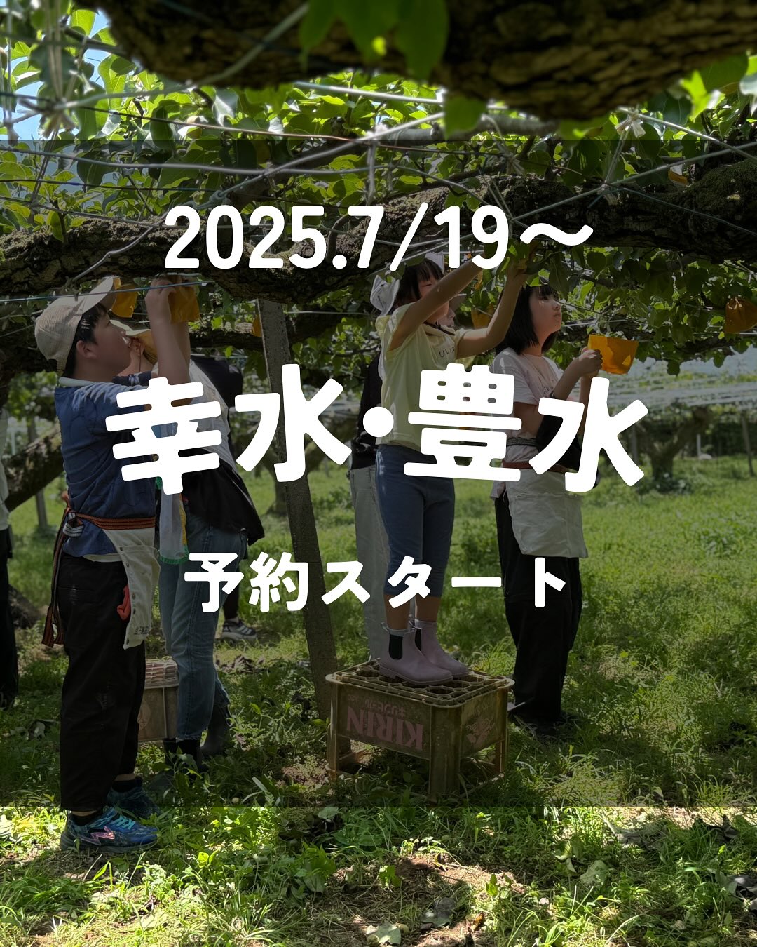 豊水コメント用　予約 幸水・豊水のご予約開始日のお知らせ】 いつも芳蔵園をご愛顧いただき