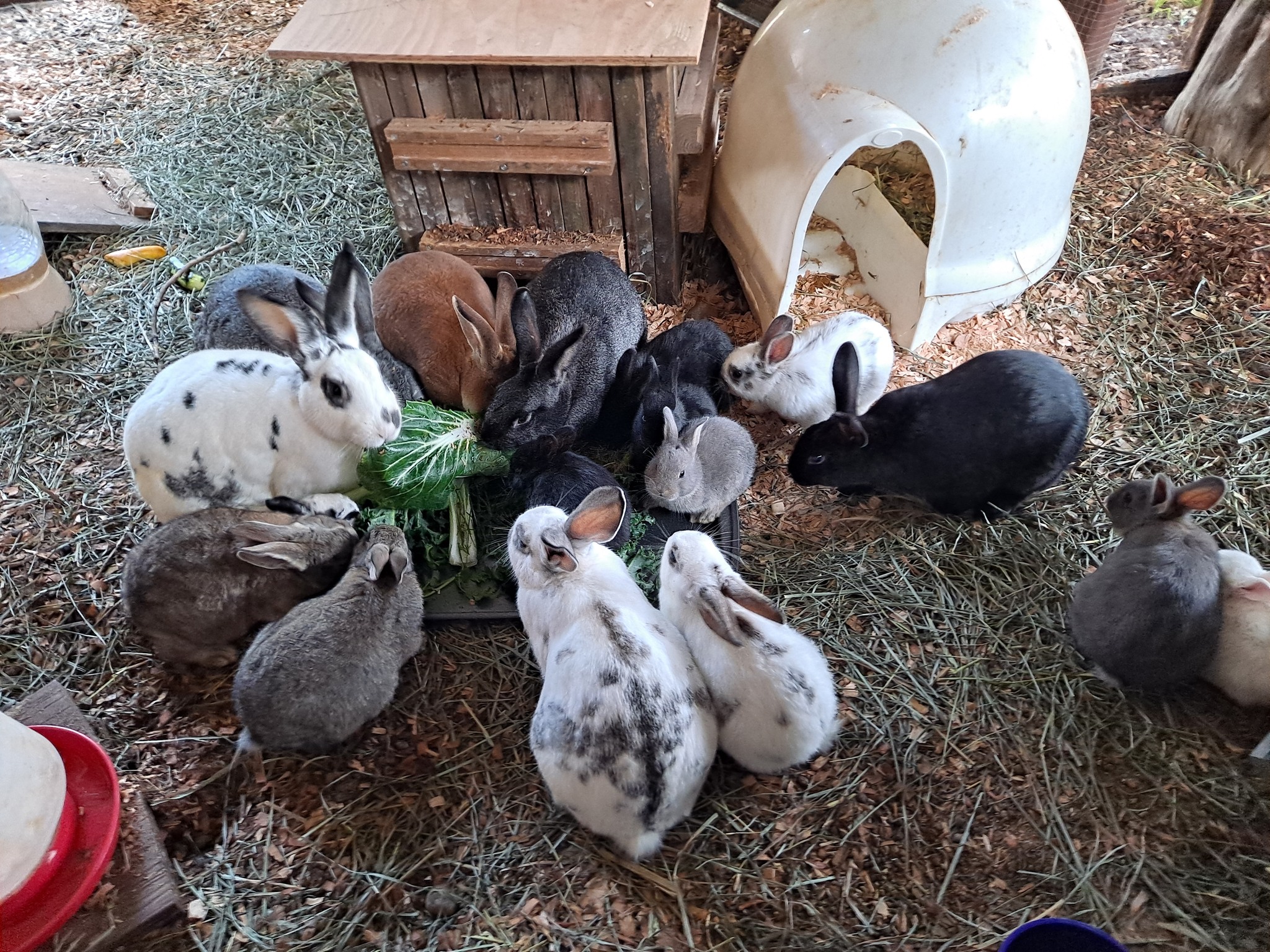 Agatat's Rabbitat & Garden | Gresham OR
